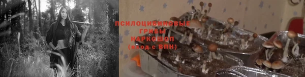индика Аркадак